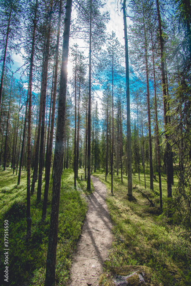 Fototapeta premium hiking footpath in beautiful wilderness in Finland