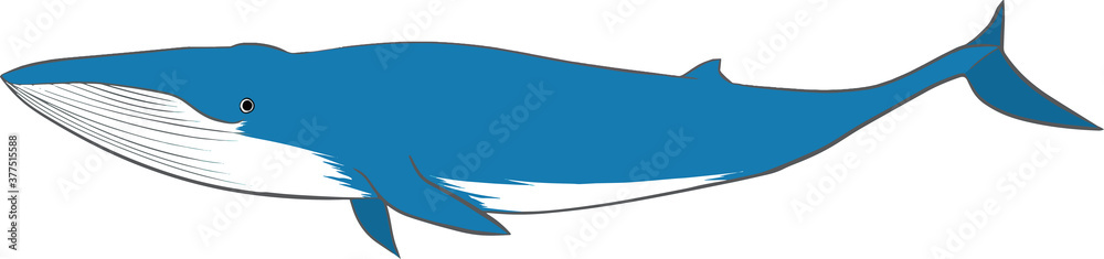 シロナガスクジラ Images Browse 42 Stock Photos Vectors And Video Adobe Stock シロナガスクジラ Images Browse 42 Stock Photos Vectors And Video Adobe Stock