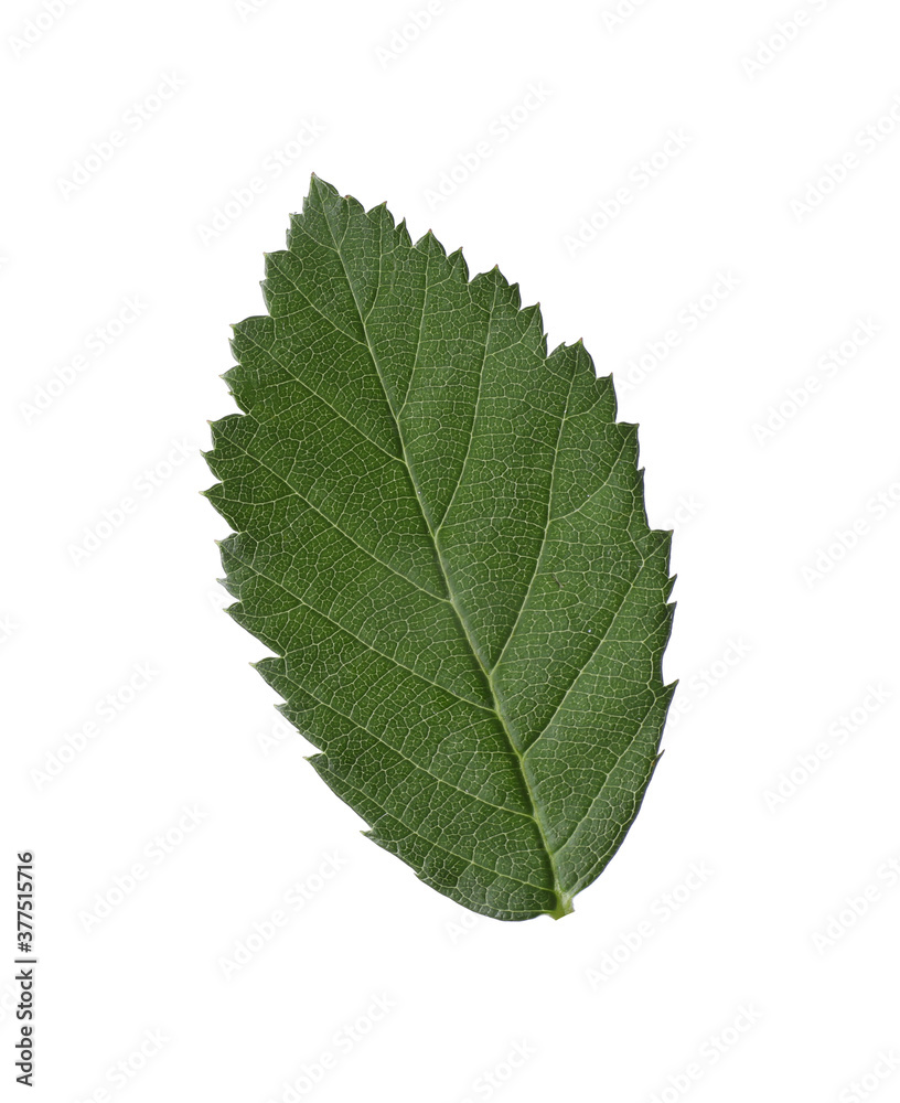 Fresh green blackberry leaf isolated on white Fresh green blackberry leaf isolated on white