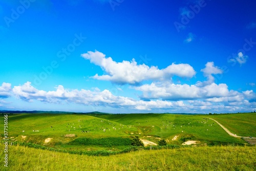 牧場の風景