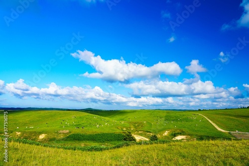 牧場の風景
