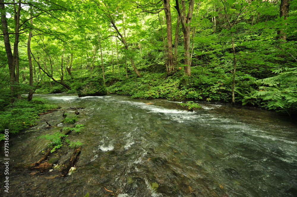 Fototapeta premium Oirase Stream Aomori Japan