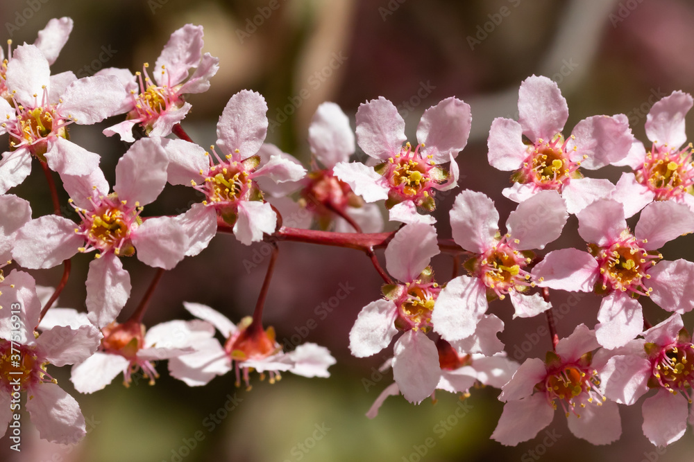 Flowers of bird cherry in park at spring. Flowers of bird cherry in park at spring.