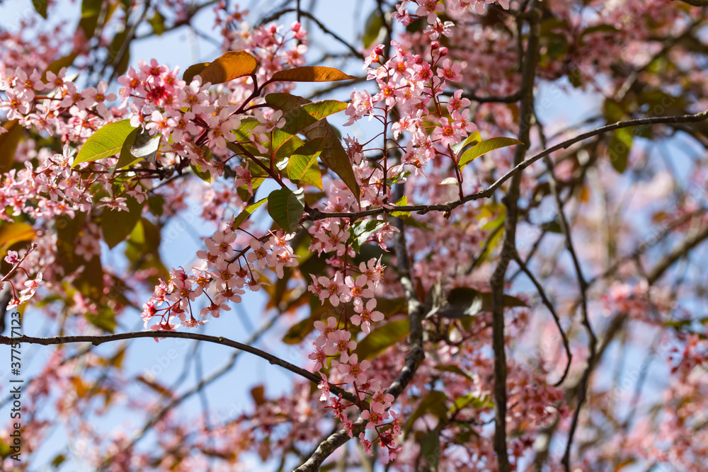 Flowers of bird cherry in park at spring. Flowers of bird cherry in park at spring.