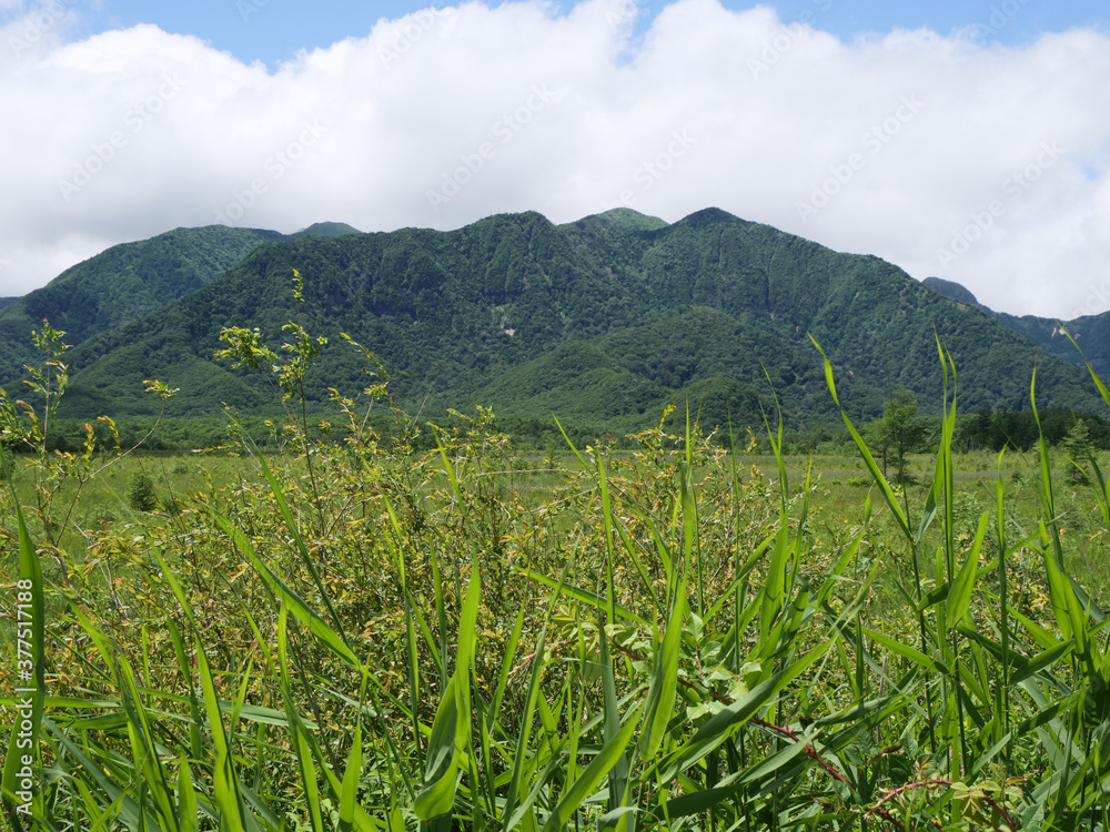Fototapeta premium 日光戦場ヶ原と小田代ヶ原のハイキングコース