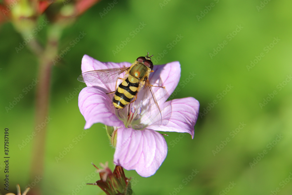 Yellow and black striped male hoverfly or flower fly, Syrphus ribesii, on a pink cranesbill geranium flower, close up, top view, green diffused background Yellow and black striped male hoverfly or flower fly, Syrphus ribesii, on a pink cranesbill geranium flower, close up, top view, green diffused background