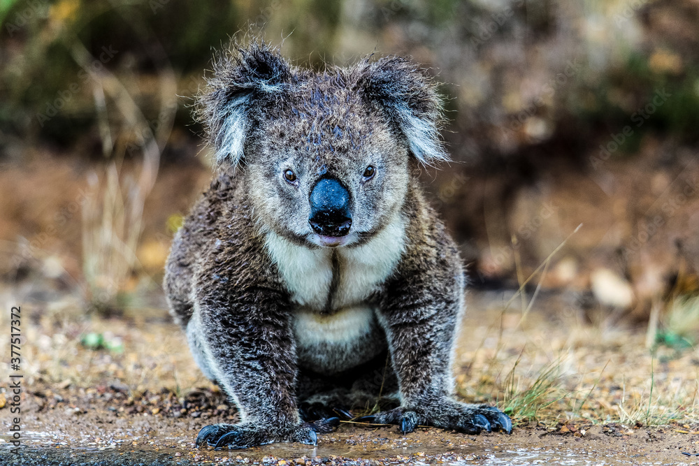 Photography Poster Koala road side in the rain | Wall Art