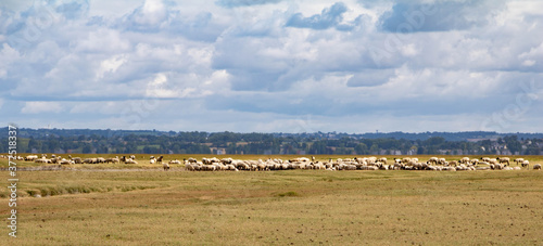 Grazende schapen in de weide