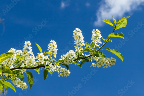 Beautiful white flowers of blooming bird cherry in spring.
