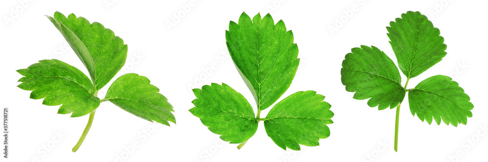 Obraz premium Set of green strawberry leaves on white background. Banner design