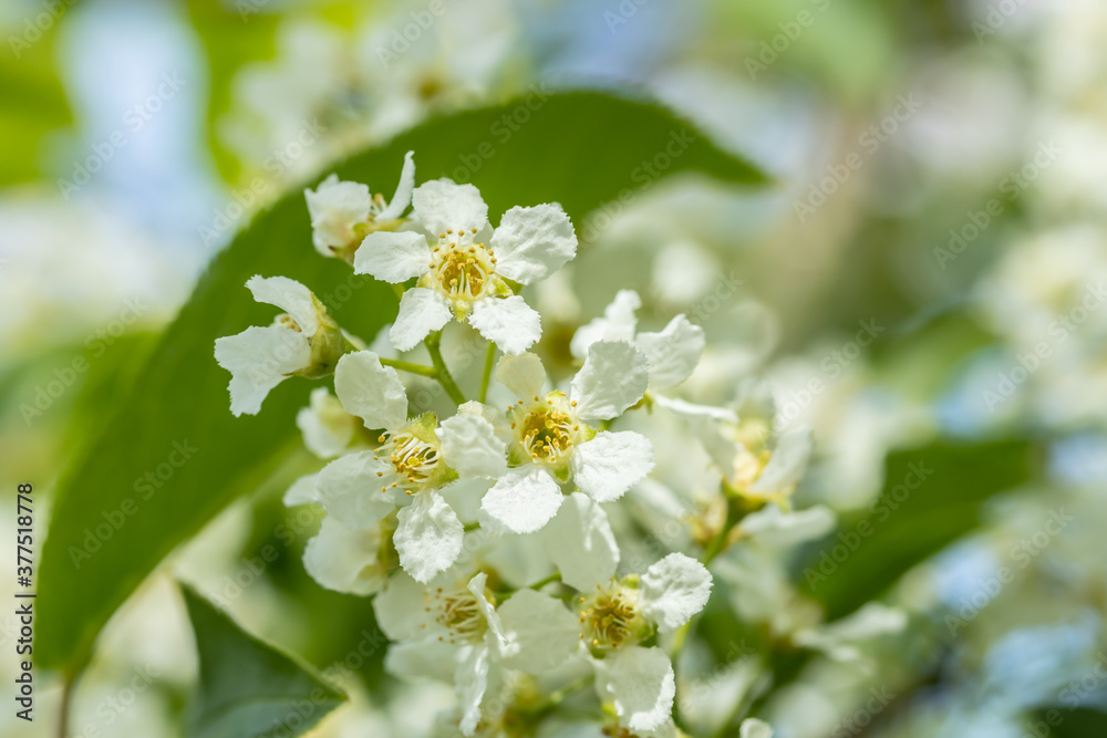 Beautiful white flowers of blooming bird cherry in spring. Beautiful white flowers of blooming bird cherry in spring.