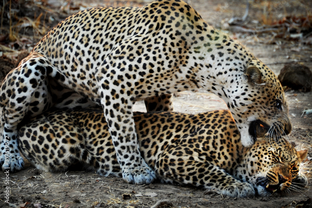 Obraz premium Mating leopards in South Luangua