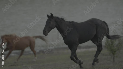 Horses running on a grass field on sunset in slow motion