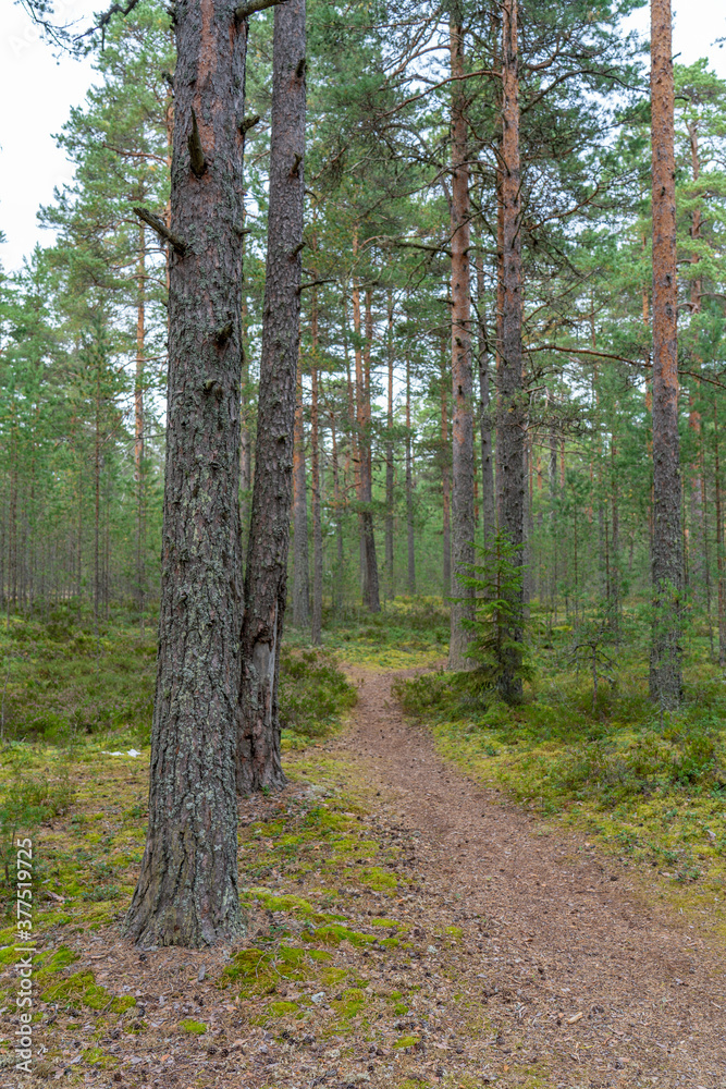 Obraz premium Footpath in damp pine forest