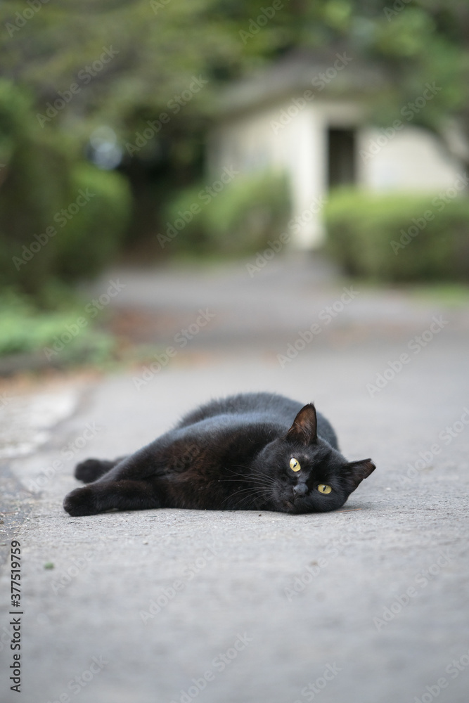 くつろぐ黒猫
