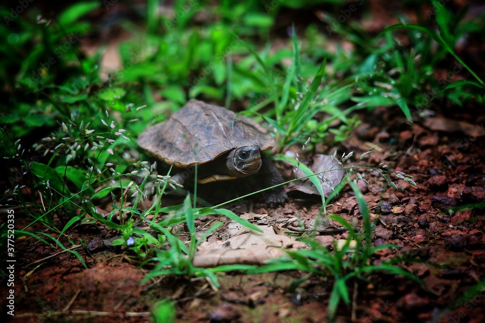 turtle in the grass turtle in the grass