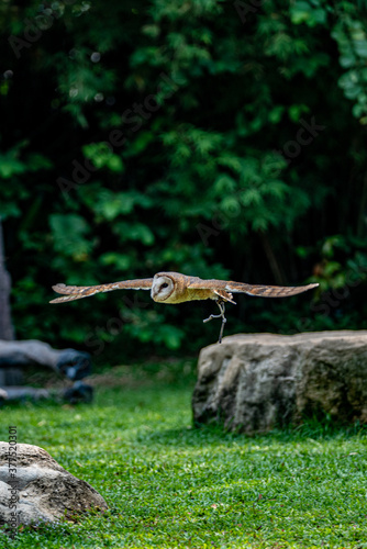 Barn owl flying in the air.