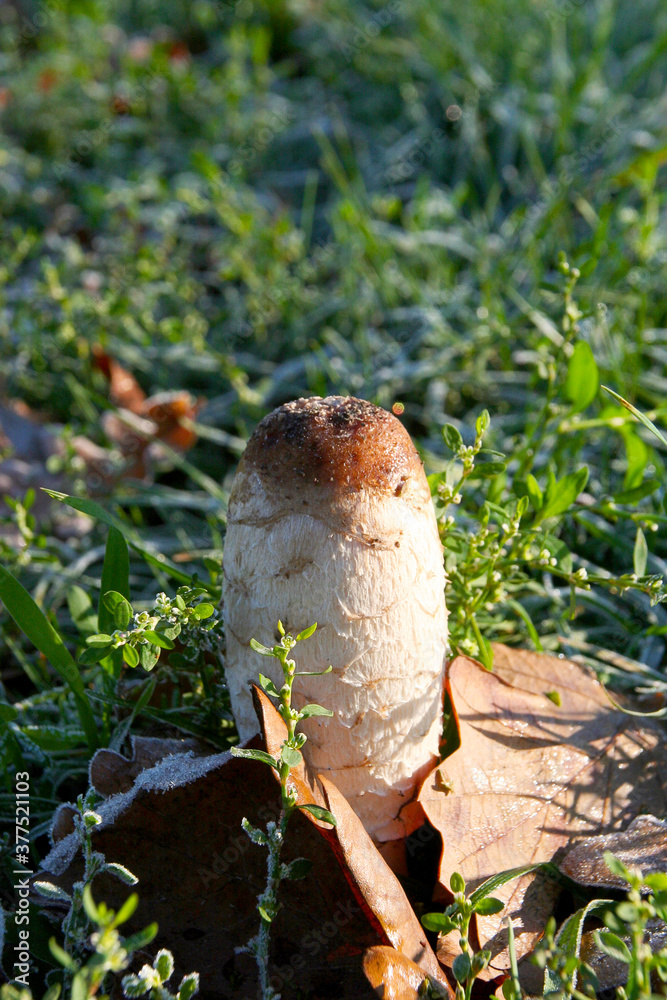 Dangerous poisonous mushroom in the forest close-up, in autumn. Fly agaric grows in frost-covered grass Dangerous poisonous mushroom in the forest close-up, in autumn. Fly agaric grows in frost-covered grass