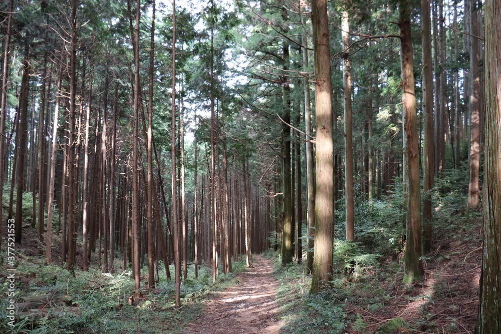 Fototapeta premium 日本の山道の自然達
