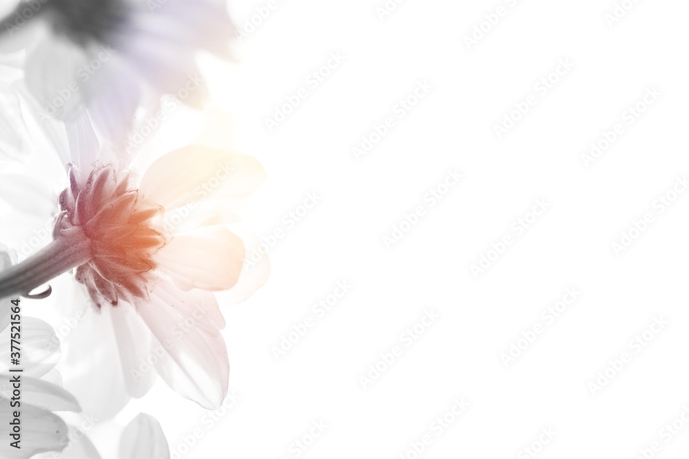 blooming flowers with vintage light shining background