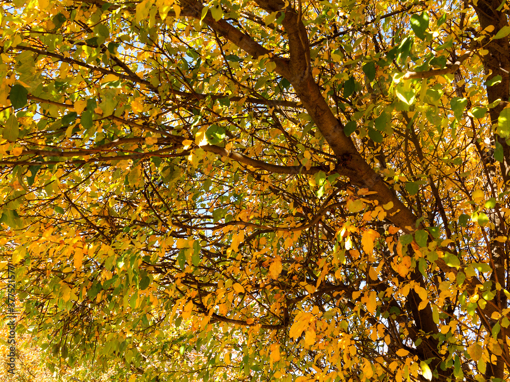 Colorful bright autumn city park. Leaves fall on ground. Autumn forest scenery with warm colors and footpath covered in leaves leading into scene. Colorful bright autumn city park. Leaves fall on ground. Autumn forest scenery with warm colors and footpath covered in leaves leading into scene.