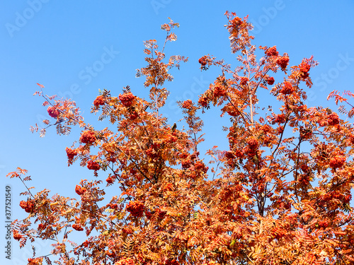 Ripe clusters of rowan berries and red leaves on a blue sky background. Beautiful bright colors of autumn. Sunny autumn day.