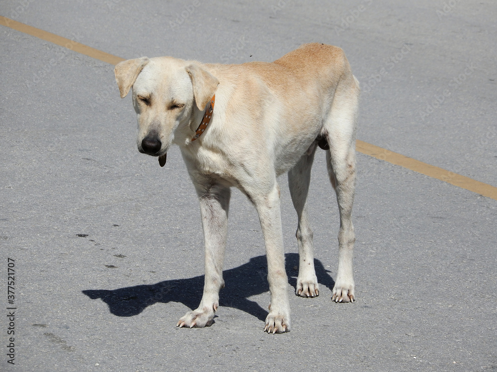 サイパンの路上で散歩の犬 サイパンの路上で散歩の犬