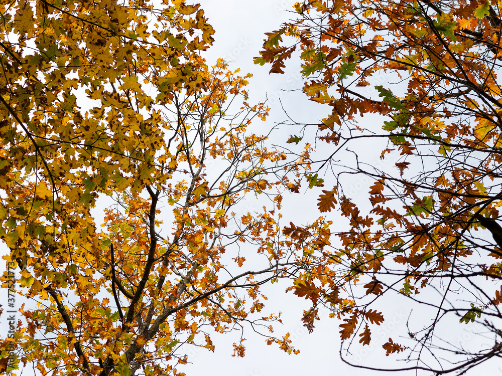 Colorful bright autumn city park. Leaves fall on ground. Autumn forest scenery with warm colors and footpath covered in leaves leading into scene. Colorful bright autumn city park. Leaves fall on ground. Autumn forest scenery with warm colors and footpath covered in leaves leading into scene.