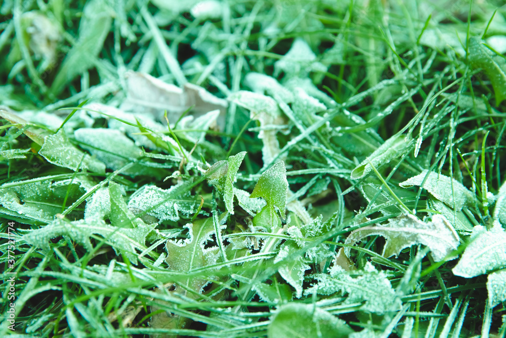 Early frosts concept. Frozen green grass covered by hoarfrost on autumn park. Early frosts concept. Frozen green grass covered by hoarfrost on autumn park.