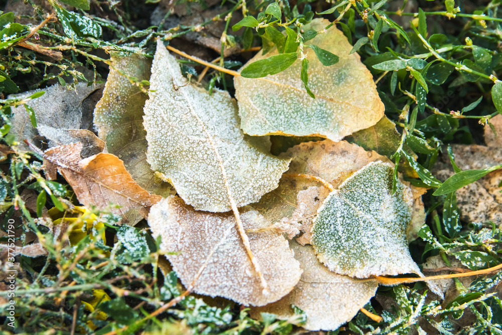 Fallen leaves on autumn frozen grass. Early frosts concept. Fallen leaves on autumn frozen grass. Early frosts concept.