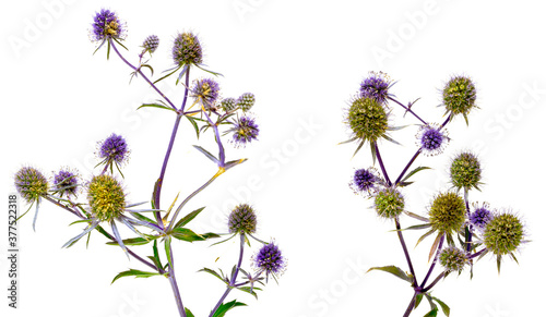 Eryngium  sea holly  isolated on white