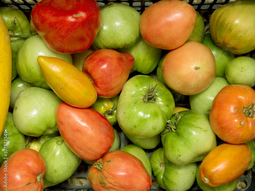 red tomato, green tomato, red and green tomato, tomato background. red tomato, green tomato, red and green tomato, tomato background.