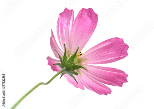 Beautiful Cosmos Flower isolated on white background