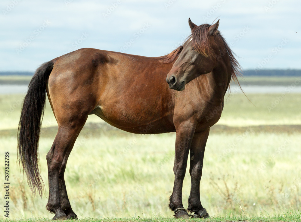 Dark bay horse grazing on a field with green grass Dark bay horse grazing on a field with green grass