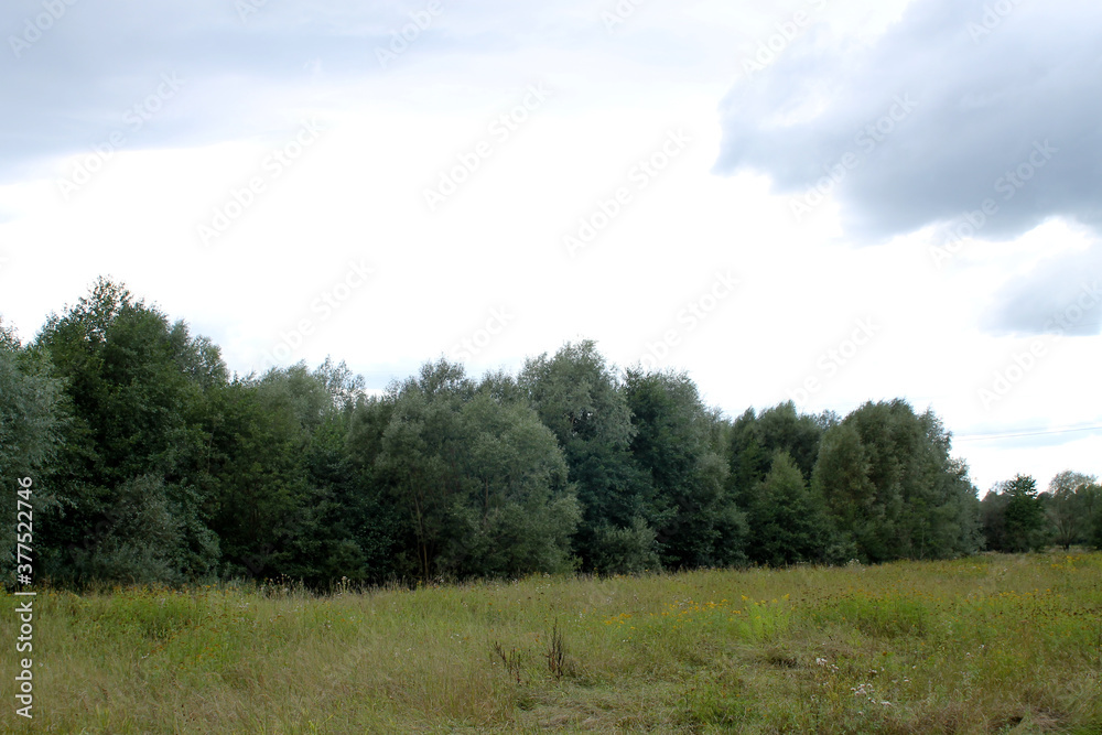 a wild meadow at the edge of the forest in summer