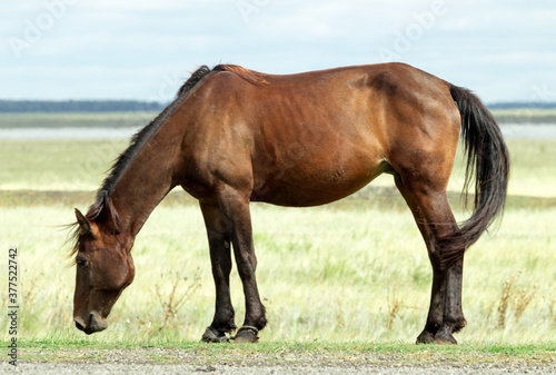 Dark bay horse grazing on a field with green grass © Prikhodko