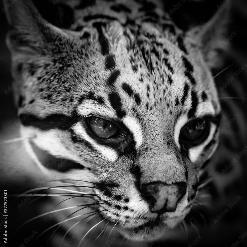 Obraz premium portrait of the ocelot in black and white
