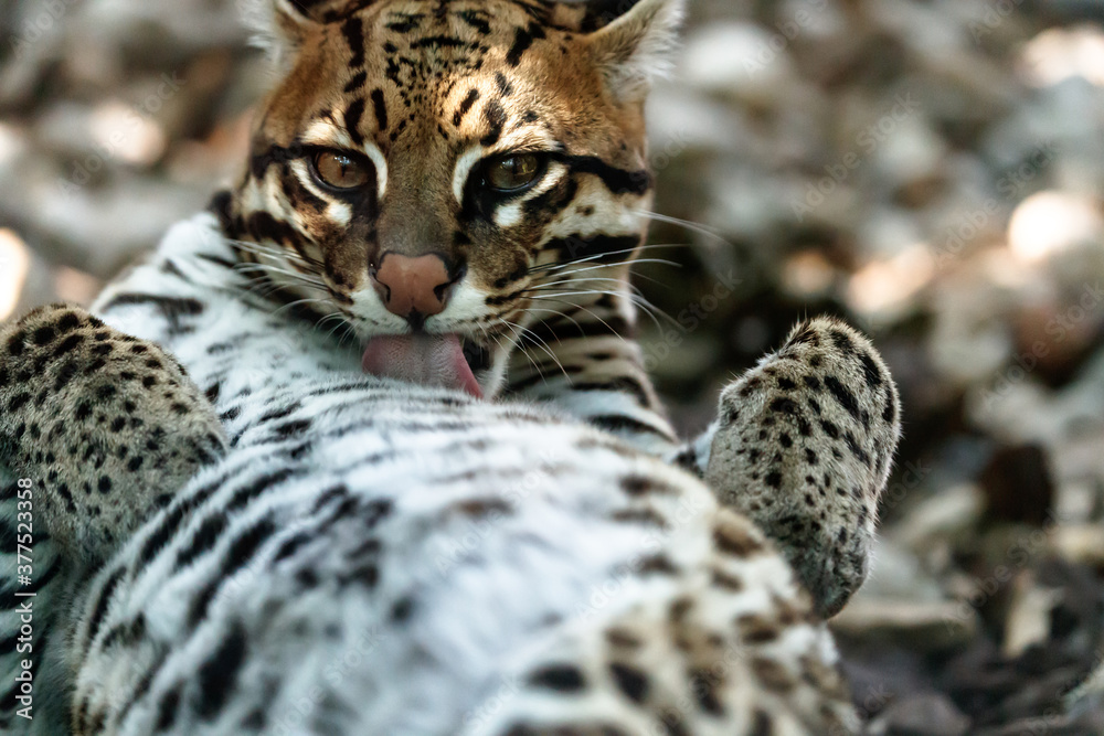 Fototapeta premium the ocelot takes care of its fur, Leopardus pardalis licks its fur