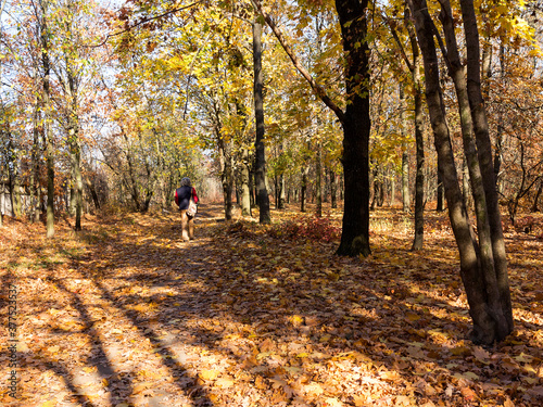 Autumn city park, amazing fall colors. Leaves fall on ground. Autumn colors with leaves and leaves. People walk in park