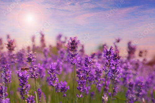 Amazing lavender field at sunset, closeup view