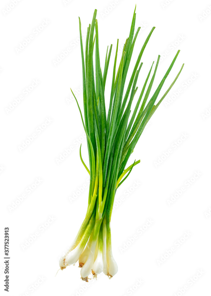 Isolated Scallion or Green onion or Spring onion on white background.