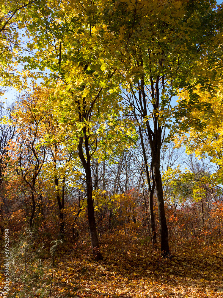 Fototapeta premium Colorful mixed deciduous forest. Autumn forest in the morning light. Beautiful nature background. Amazing romantic landscape with mysterious autumn forest.