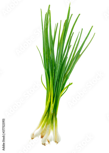Isolated Scallion or Green onion or Spring onion on white background.