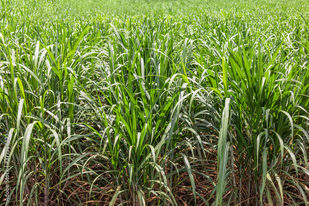 Obraz premium Sugarcane plantation and light at noon