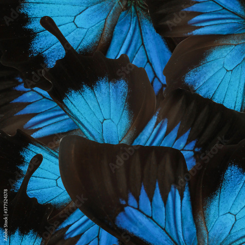 Canvas Print Beautiful Ulysses butterfly wings as background, closeup
