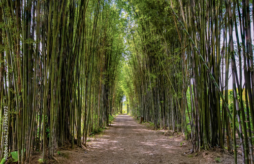 Bamboo arch, road, afternoon light