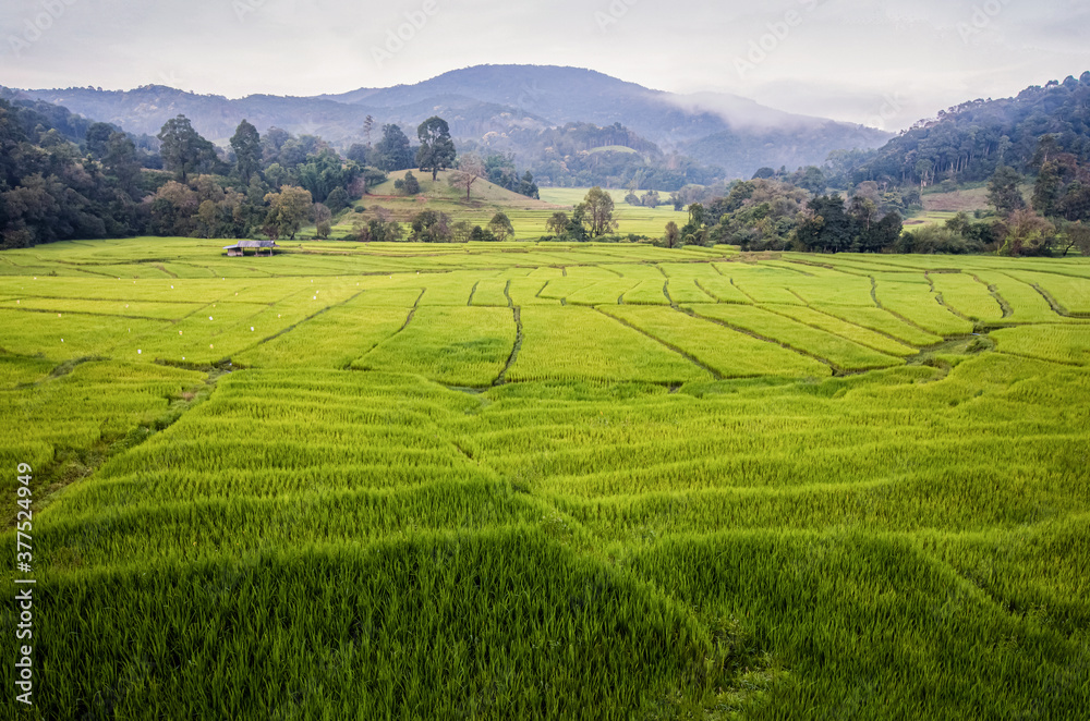 View of rice terraces along the way in northern Thailand