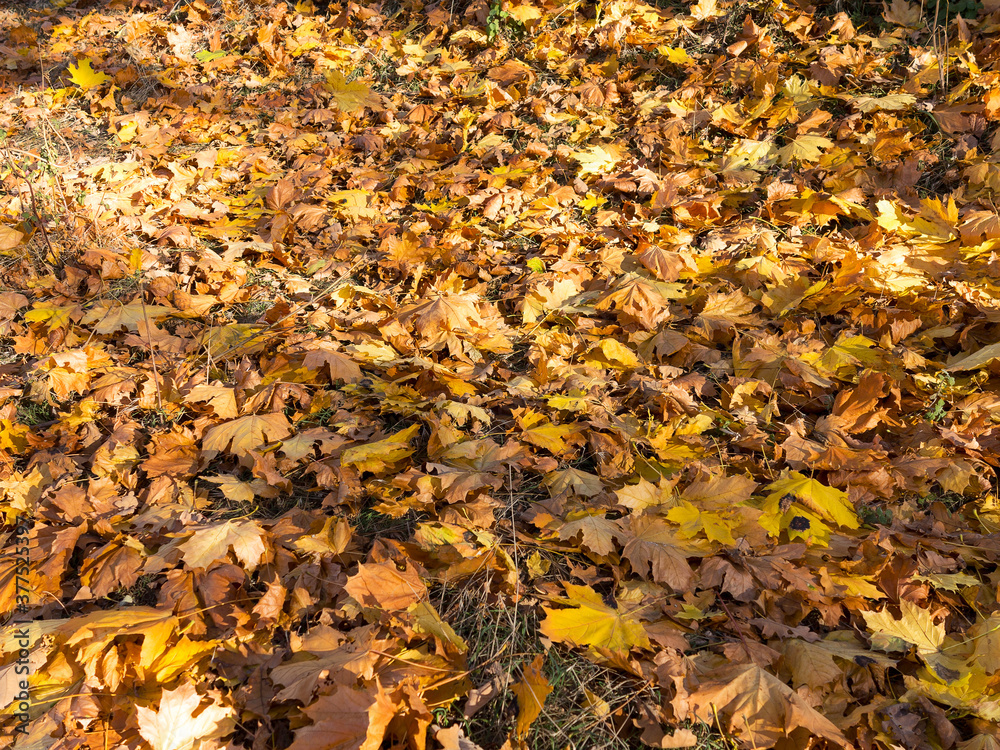 Creative background of yellow and red leaves. Authentic bright background for your projects. Color mixed deciduous forest. Autumn forest in the morning light. Creative background of yellow and red leaves. Authentic bright background for your projects. Color mixed deciduous forest. Autumn forest in the morning light.