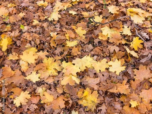 Creative background of yellow and red leaves. Authentic bright background for your projects. Color mixed deciduous forest. Autumn forest in the morning light.