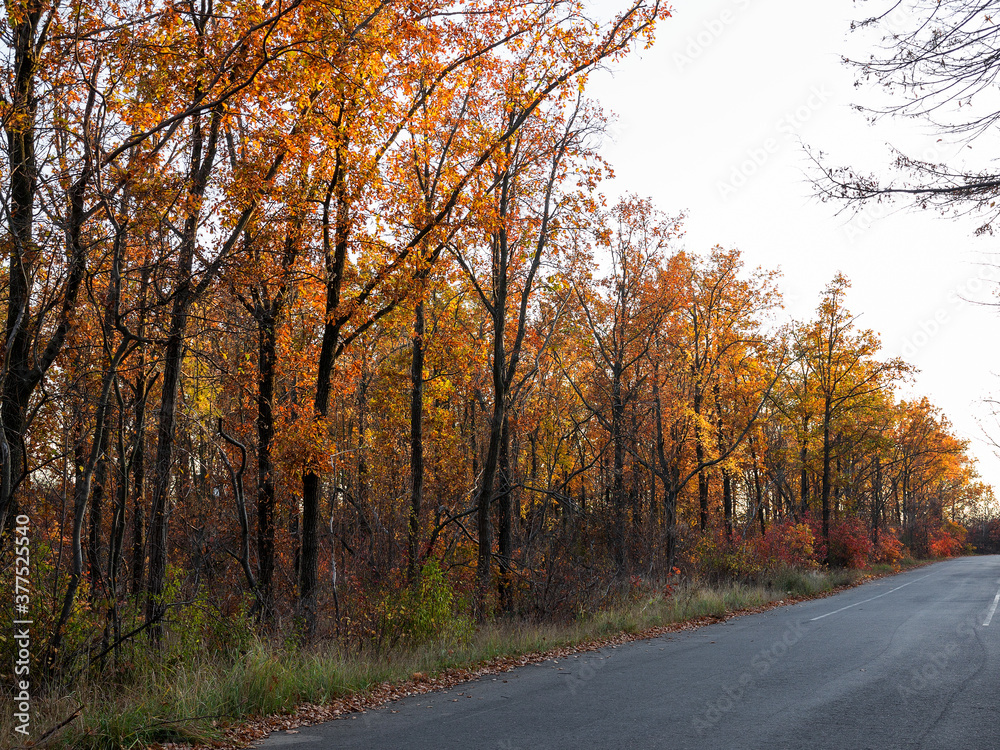 An asphalt road passes through the autumn deciduous forest in the morning light. Сolorful forest in the morning light. Authentic landscape. An asphalt road passes through the autumn deciduous forest in the morning light. Сolorful forest in the morning light. Authentic landscape.